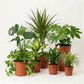 “Luftreiniger” Pflanzenset | 7er-Set | Monstera, Spathiphyllum, Dracaena, Dieffenbachia, Grünlilie, Fatsia, Efeutute | ca. 30-70 cm | Ø 12-15 cm Topf | Zimmerpflanzen für Wohnung und Büro