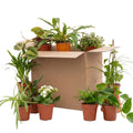 Bloomique - 12er-Mix - Second Chance Box - Nachhaltige Überraschungsbox - Zimmerpflanzen - Höhe 20-40 cm - Topf 12 cm