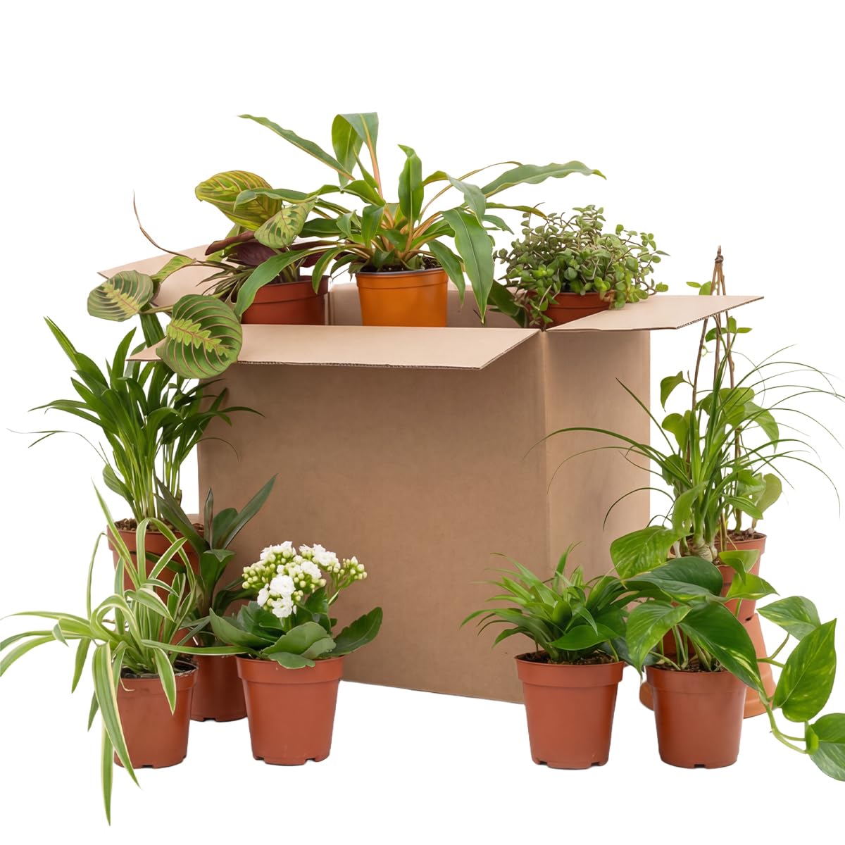 Bloomique - 12er-Mix - Second Chance Box - Nachhaltige Überraschungsbox - Zimmerpflanzen - Höhe 20-40 cm - Topf 12 cm