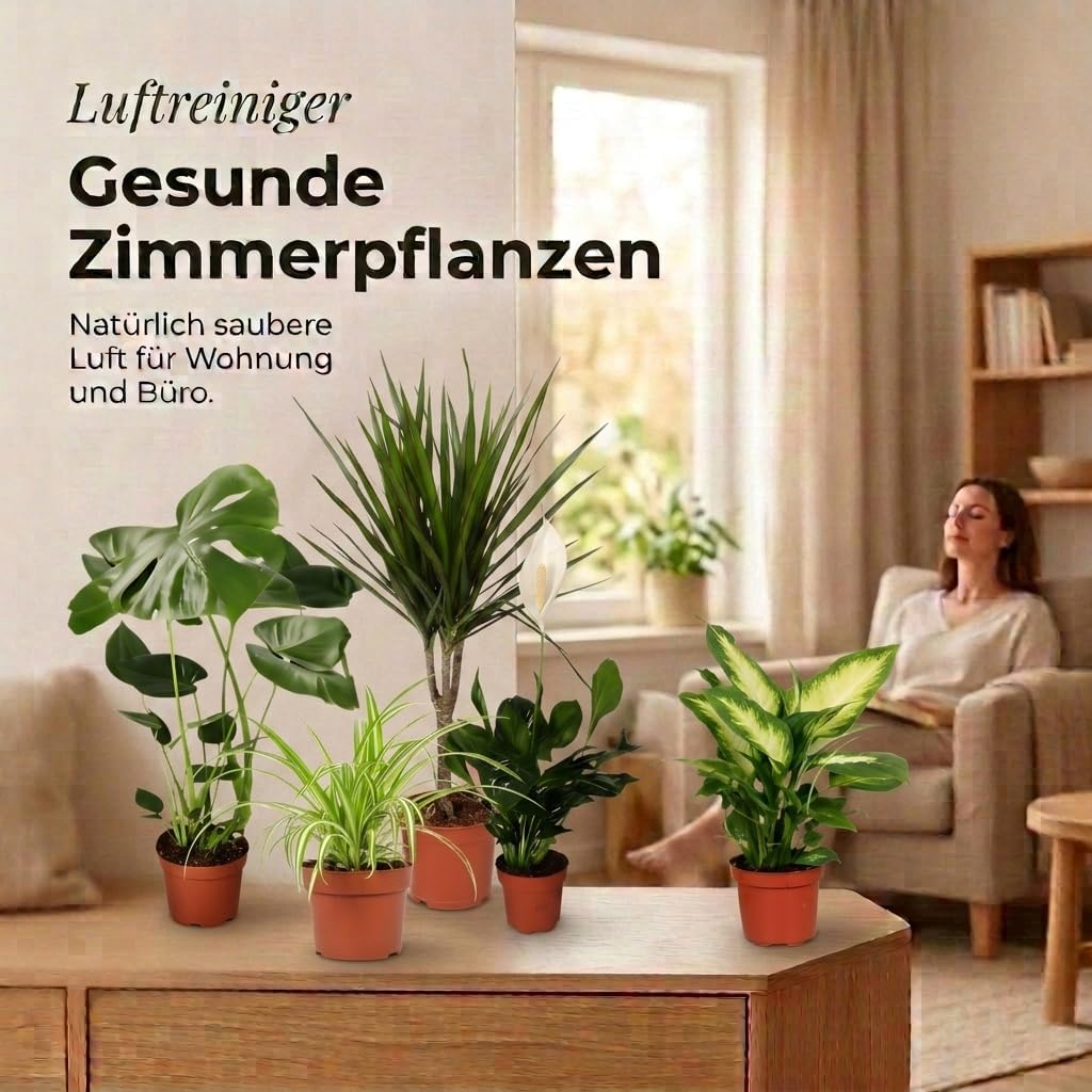 “Luftreiniger” Pflanzenset | 7er-Set | Monstera, Spathiphyllum, Dracaena, Dieffenbachia, Grünlilie, Fatsia, Efeutute | ca. 30-70 cm | Ø 12-15 cm Topf | Zimmerpflanzen für Wohnung und Büro