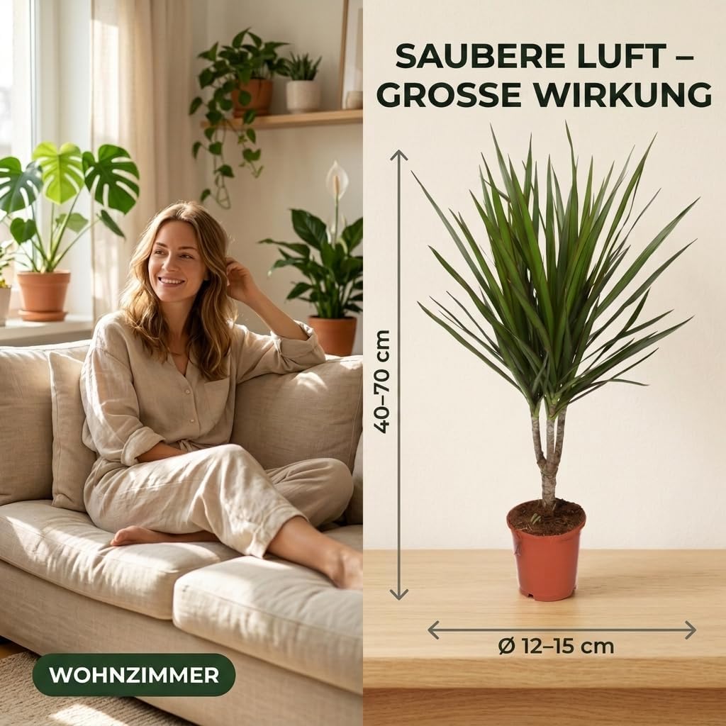 “Luftreiniger” Pflanzenset | 7er-Set | Monstera, Spathiphyllum, Dracaena, Dieffenbachia, Grünlilie, Fatsia, Efeutute | ca. 30-70 cm | Ø 12-15 cm Topf | Zimmerpflanzen für Wohnung und Büro