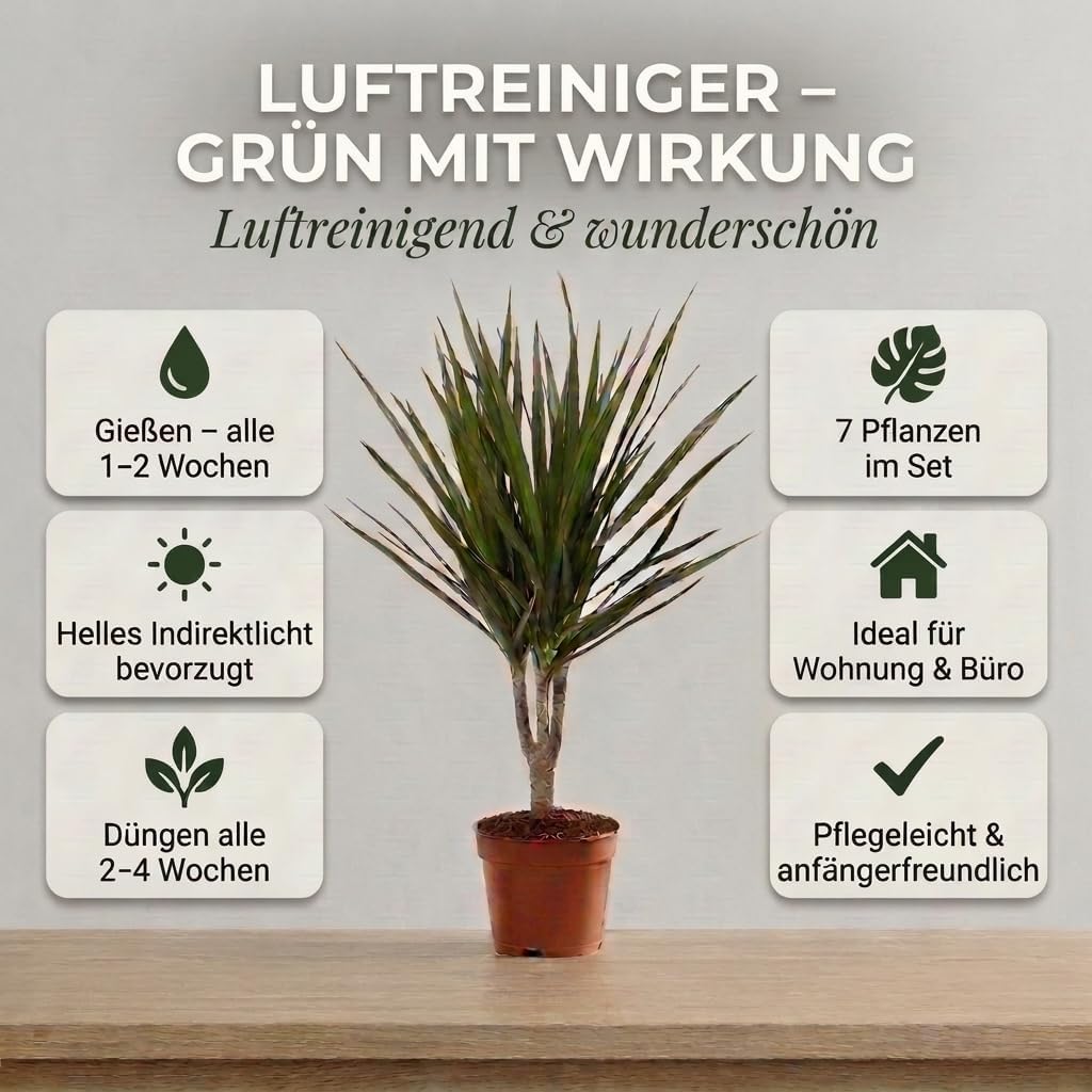 “Luftreiniger” Pflanzenset | 7er-Set | Monstera, Spathiphyllum, Dracaena, Dieffenbachia, Grünlilie, Fatsia, Efeutute | ca. 30-70 cm | Ø 12-15 cm Topf | Zimmerpflanzen für Wohnung und Büro