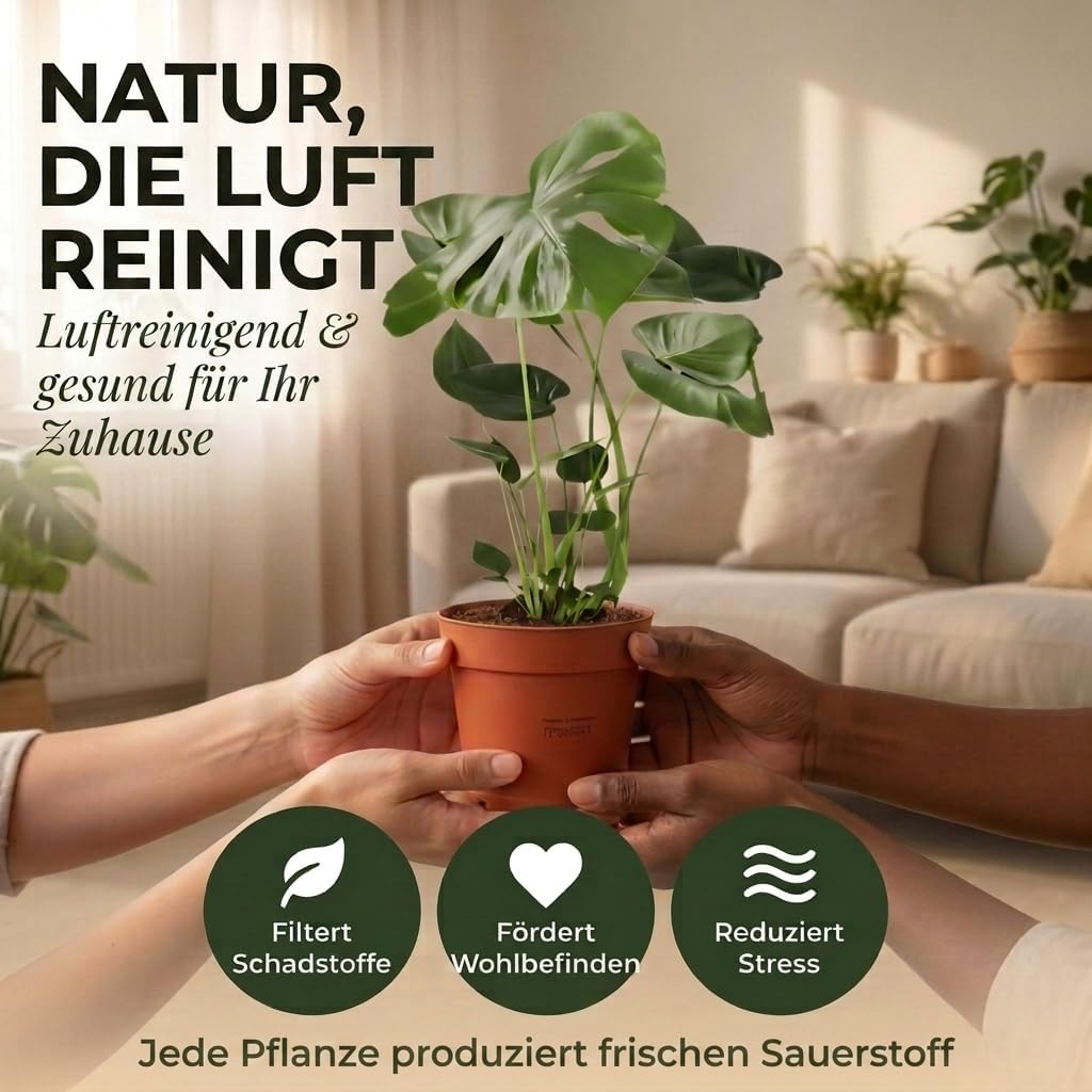 “Luftreiniger” Pflanzenset | 7er-Set | Monstera, Spathiphyllum, Dracaena, Dieffenbachia, Grünlilie, Fatsia, Efeutute | ca. 30-70 cm | Ø 12-15 cm Topf | Zimmerpflanzen für Wohnung und Büro