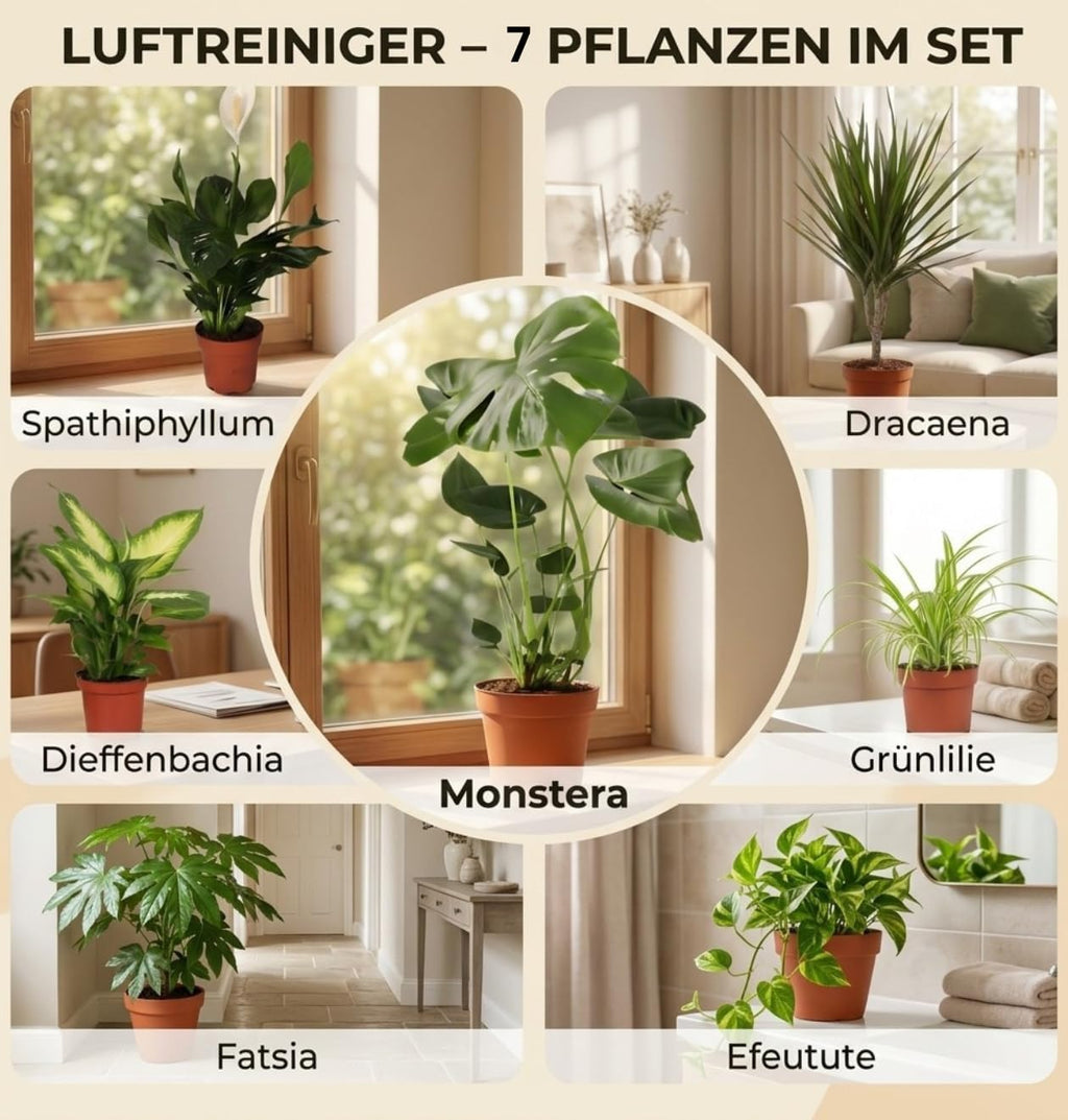 “Luftreiniger” Pflanzenset | 7er-Set | Monstera, Spathiphyllum, Dracaena, Dieffenbachia, Grünlilie, Fatsia, Efeutute | ca. 30-70 cm | Ø 12-15 cm Topf | Zimmerpflanzen für Wohnung und Büro