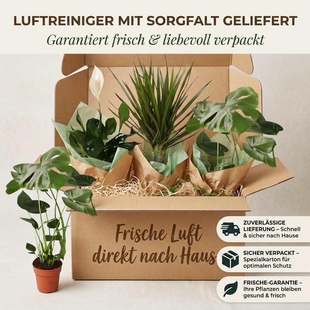 “Luftreiniger” Pflanzenset | 7er-Set | Monstera, Spathiphyllum, Dracaena, Dieffenbachia, Grünlilie, Fatsia, Efeutute | ca. 30-70 cm | Ø 12-15 cm Topf | Zimmerpflanzen für Wohnung und Büro