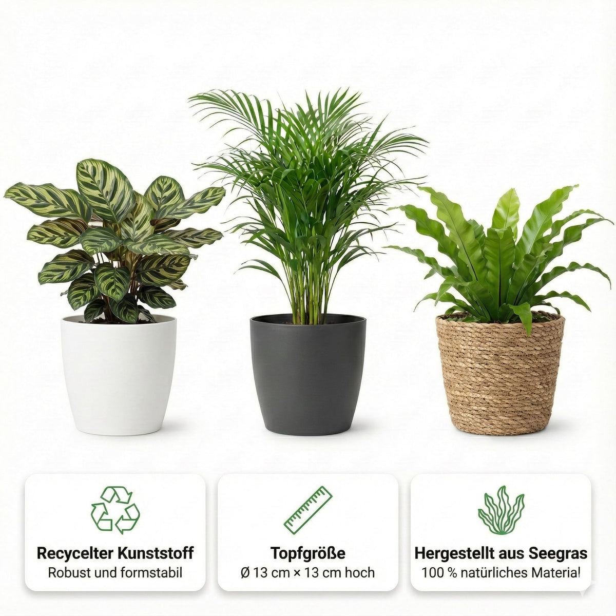 vdvelde.com - Zimmerpflanzen Set 6 Stück tierfreundlich, Anthrazit Töpfe